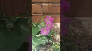 Pink Wood Sorrel Blessed tuesday every one yt ytshort ytshortvideo ytflower [upl. by Candy]