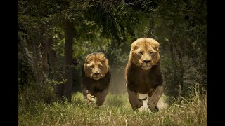 LOS LEONES DEL TSAVODocumental [upl. by Ainorev]