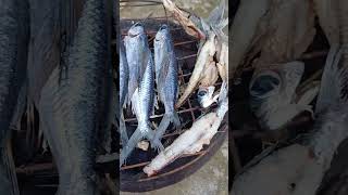 I went to the beach and brought back these fresh catch flying fish fish beach food grilledfish [upl. by Kimbell]