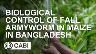 Biological Control of Fall Armyworm in Maize in Bangladesh [upl. by Garibull]