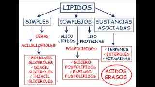 Bioquímica Virtual Lípidos [upl. by Dian532]