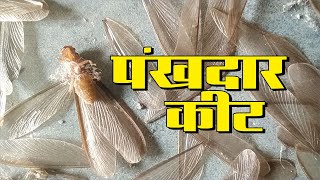 Are Termites Harmful to Human  Is Termite Good for Home  Termite Scientific Name and Family [upl. by Gerick]