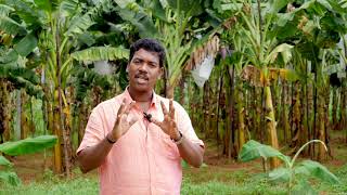 Rugose spiralling whitefly റുഗോസ് വെള്ളീച്ച നിയന്ത്രണ മാർഗങ്ങൾ [upl. by Ecyac315]