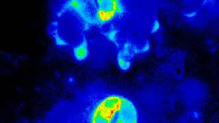 Video S1 Timelapse imaging of Ca2cyt dynamics in N tabacum stomata with RGECO1 [upl. by Elyag]