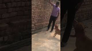 Zimmy  viralvideo pitbull apbtlife doglover myanimal [upl. by Hawkie]