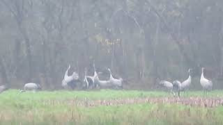 Common Crane Grus grus Kraanvogel Bourtanger Moor Germany 8 Nov 2024 7 [upl. by Lleret]