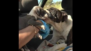 Abandoned Puppy Reunited With Mom [upl. by Ahsian]