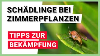 Schädlinge bei Zimmerpflanzen  Wo kommen sie her Tipps gegen Schädlinge [upl. by Aronael]