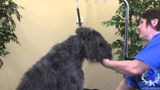 Grooming a Bouvier des Flandres [upl. by Okemak]