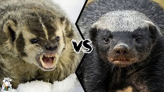 American Badger vs Honey Badger  Which is Tougher and Could Win a Fight [upl. by Meredi]