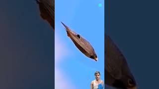 Peregrine Falcon Amezing Skills subscribe facts youtubeshorts viralvideo peregrinefalcon [upl. by Sherye568]