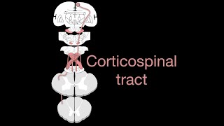 Corticospinal tract [upl. by Gwendolyn]