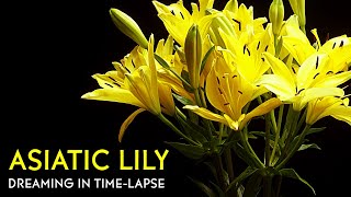 Yellow Asiatic Lilies Blooming  Daily Timelapse Clip [upl. by Dnilasor]