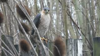 ptaki za oknem krogulec sparrow hawk [upl. by Sairu493]