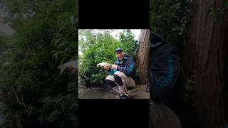 A lovely Len Roach up closebobber fishing floatfishing roach river fish [upl. by Ahsilrac]