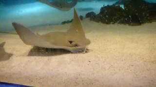 Cownose Rays Foraging  New England Aquarium [upl. by Alexio]