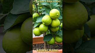 Ye sahi tarika hai per lagane ka 😍😍tricks youtubeshorts tricke growth garden video viralvideo [upl. by Andrey]