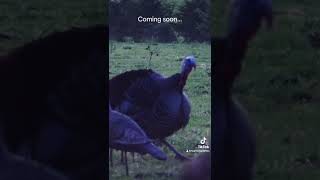 Turkey season 2024 loading… feathersandfins turkeyhunting hunting [upl. by Ebanreb]