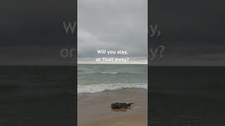 Dreamy Driftwood Crashing Waves at Gibraltar Point Beach Trailer [upl. by Aerdied131]