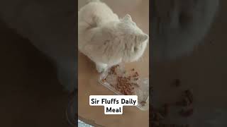 Sir Fluffs Daily Meal cat love shorts shortfeed shortvideo [upl. by Nuahc]