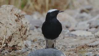 סלעית שחורת בטן  Whitecrowned Wheatear  Oenanthe leucopyga [upl. by Charpentier]