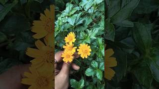 Yellow FlowerasmrFlower ভৃৃ্ঙ্খরাজFlowerRoadflower yellowyellovegreenbd lifeloveliketry [upl. by Ahusoj]