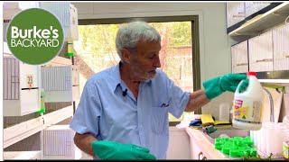 Using bleach to prevent disease spreading in budgie aviaries [upl. by Benedic]