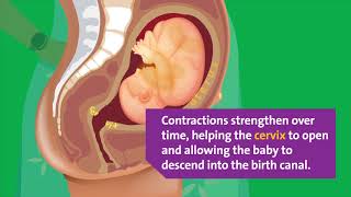 What Happens During Labor Contractions [upl. by Trabue]