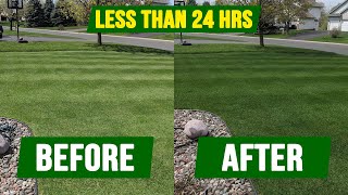 How To Get Your Grass DARK GREEN  In Less Than 24 Hours [upl. by Brook]