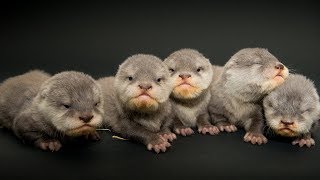 Quintuplet Newborn Otters Struggle to Stay Awake During Photo Shoot [upl. by Ruyam]