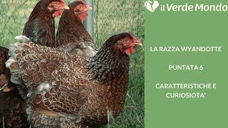 La Razza Wyandotte  Caratteristiche di questa razza avicola  Puntata 6 [upl. by Hughes]