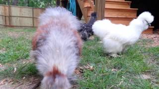 Teenage silkie rooster crow [upl. by Romelle589]