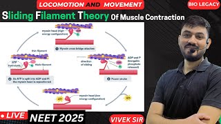 Sliding Filament Theory Of Muscle Contraction  Locomotion amp Movement Class 11th  by  Vivek Sir [upl. by Naujik]