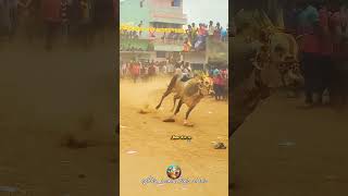 junior Chetti Thalai 🔥eruthukattu jallikattu bullsrace viralvideos bullspower viralreels cow [upl. by Magnusson816]