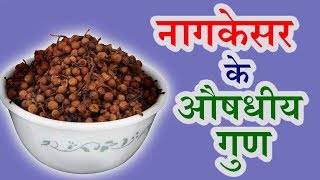 नागकेसर के औषधीय गुण  Health Benefits Of Nagkesar [upl. by Eahsram]