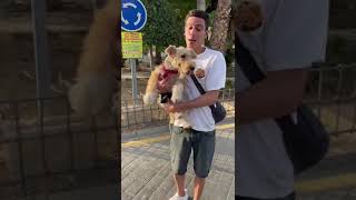 Buscan a los dueños de un perro encontrado en El Zapillo [upl. by Eli]