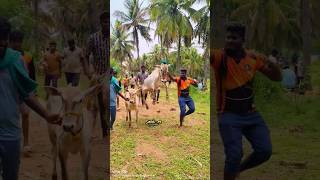 vellore eruthukattu whatsapp status jallikattu eruthukattu velloreeruthukattu manjuvirattu [upl. by Gaby701]