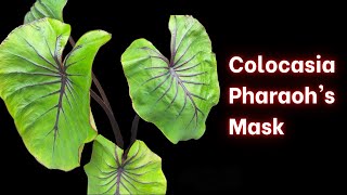 Colocasia Pharaohs Mask Introduction [upl. by Mccready]