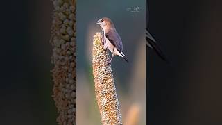 Indian Silverbill Shorts shortsindia nature wildlifephotography wildlife [upl. by Jose]