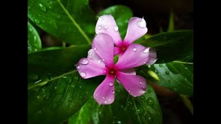 How to grow plant amp care of Catharanthus roseus  Madagascar Periwinkle [upl. by Sug]