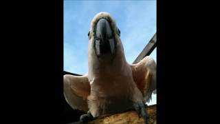 Moluccan Cockatoo quotPinkiequot Whistling And Screaming [upl. by Sandie]