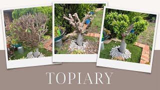 TOPIARY ON THE BUDGET [upl. by Garbers571]