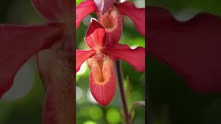 Red Orchids flowers orchids nature gardening orchidbeauty flowershow [upl. by Nyrol]