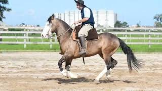 LOTE 03  TOPADOR DA GUARDA [upl. by Nirel]