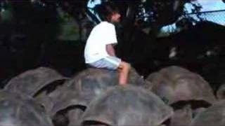 Cowboy on giant turtle in Seychelles [upl. by Alpheus]