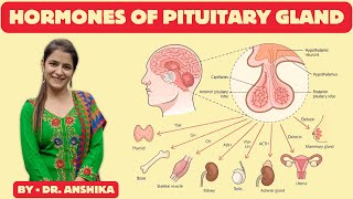 Hormone of the Pituitary Gland Explained  Anterior amp Posterior Pituitary Hormone PituitaryGland [upl. by Aranat455]