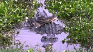 Paynes Prairie Gators [upl. by Tiffani]