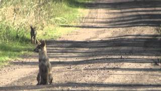 Zorro gris Lycalopex gymnocercus HEMBRA Y SUS CRIAS [upl. by Jeanine729]