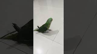 Chane ko English mein kya kahate Hain chana subscribe comedy parrot [upl. by Comras79]