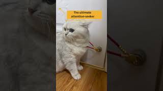 Purrfectly Playful 🐾❤️ cat catsoftiktok exploreviralvideo trending foryou funnycatvideos [upl. by Eveleen]